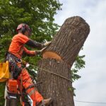 Beyond Branches: The Art and Science of Tree Removal in North Shore