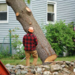 Elevating Green Spaces: Our Commitment to Sustainable Tree Removal in North Shore