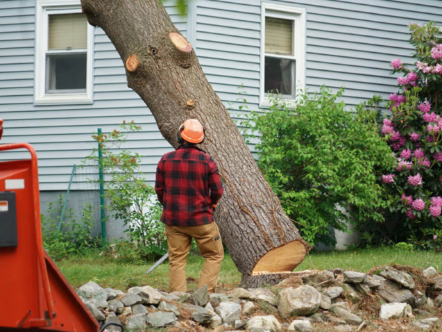 stump removal