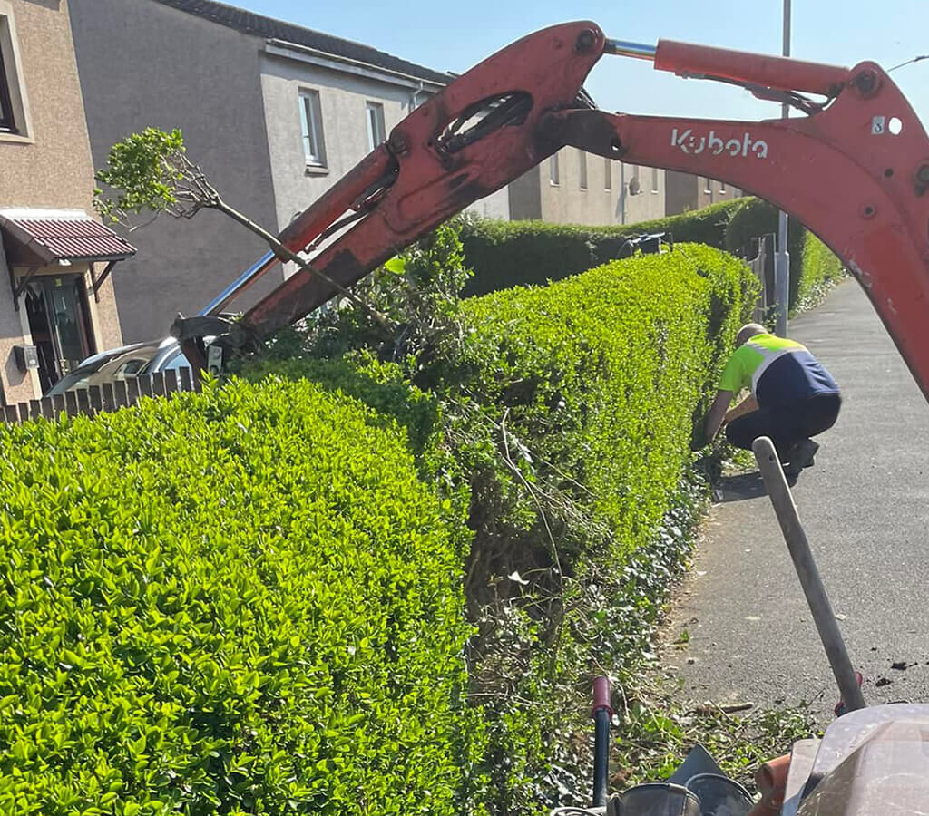 Hedge Trimmings