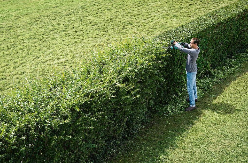 Hedge Trimming