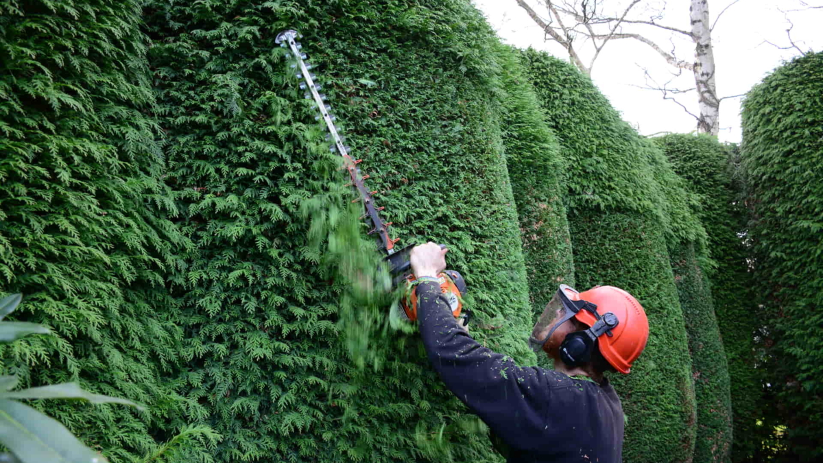 Hedge Trimming