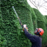 Hedge Trimming