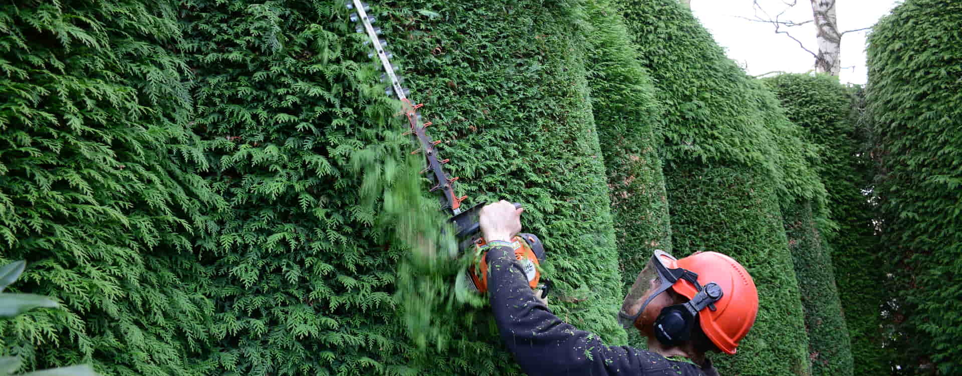 Hedge Trimming