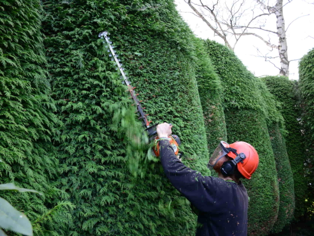 Hedge Trimming