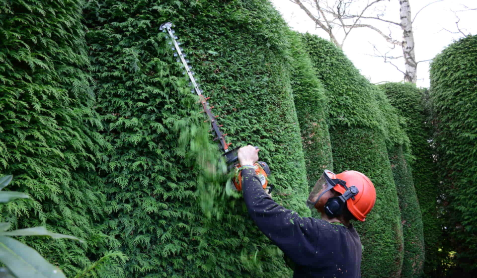 Hedge Trimming