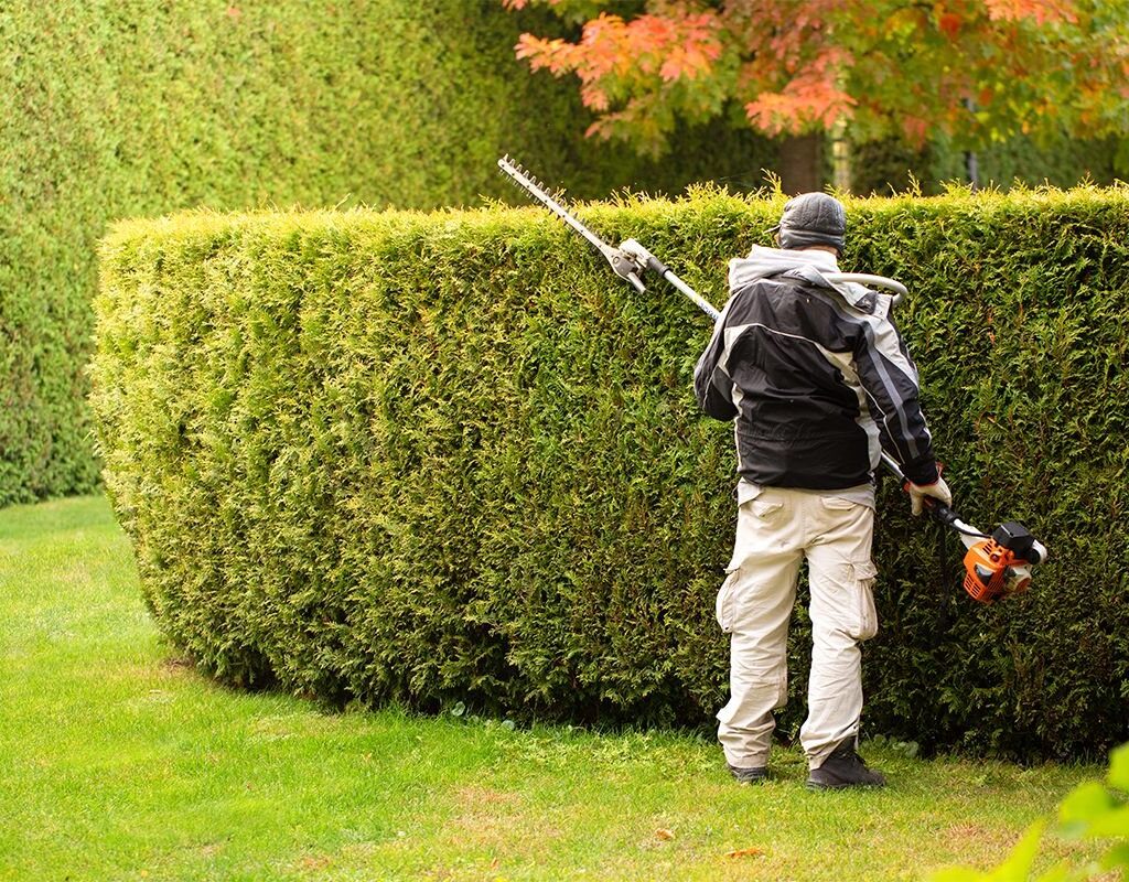 Hedge Trimming