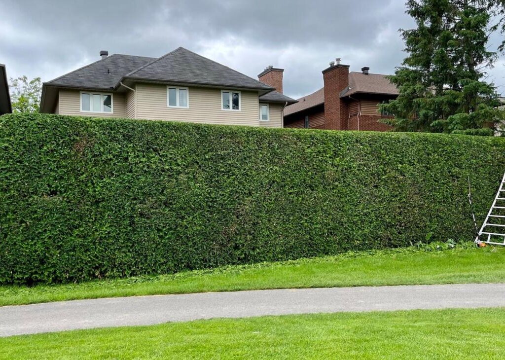 Hedge Trimmings