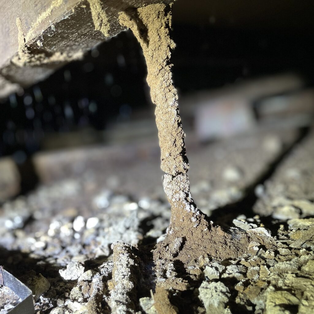 Termite Control Sydney: Choosing the Best Treatment for Long-Term Protection