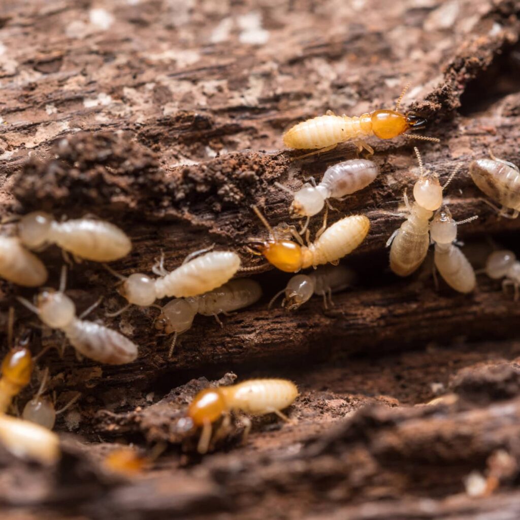 Termite Removal: What to Do When You Discover Termites in Your Home