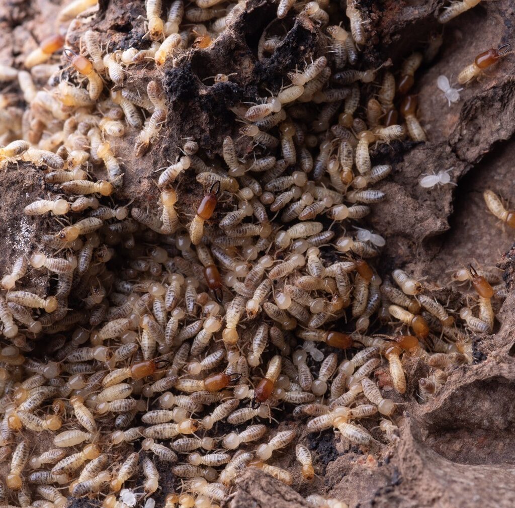 Termite Removal: What to Do When You Discover Termites in Your Home