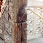 Termite Control Sydney: Choosing the Best Treatment for Long-Term Protection