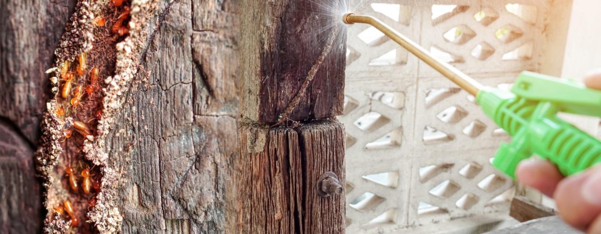Termite Control Sydney: Choosing the Best Treatment for Long-Term Protection