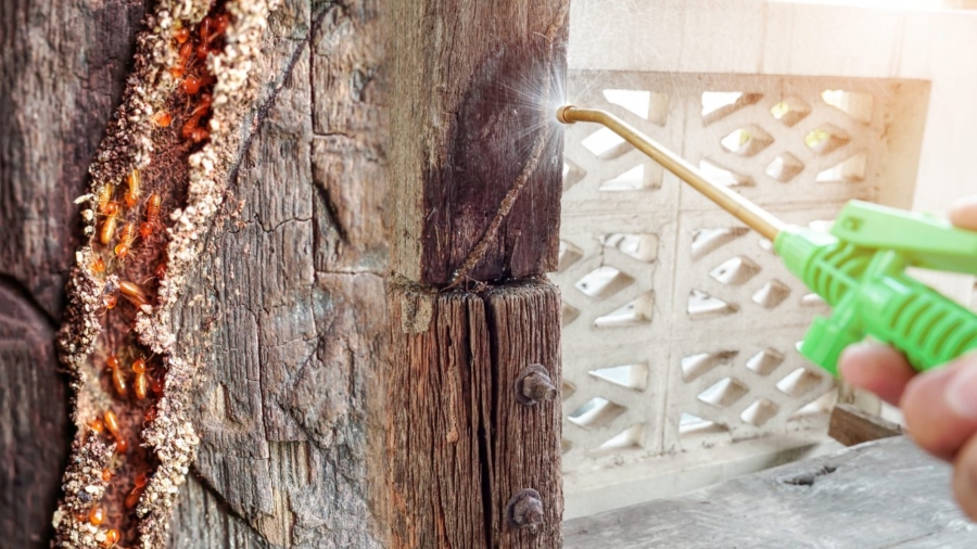 Termite Control Sydney: Choosing the Best Treatment for Long-Term Protection