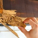 Termite Removal: What to Do When You Discover Termites in Your Home