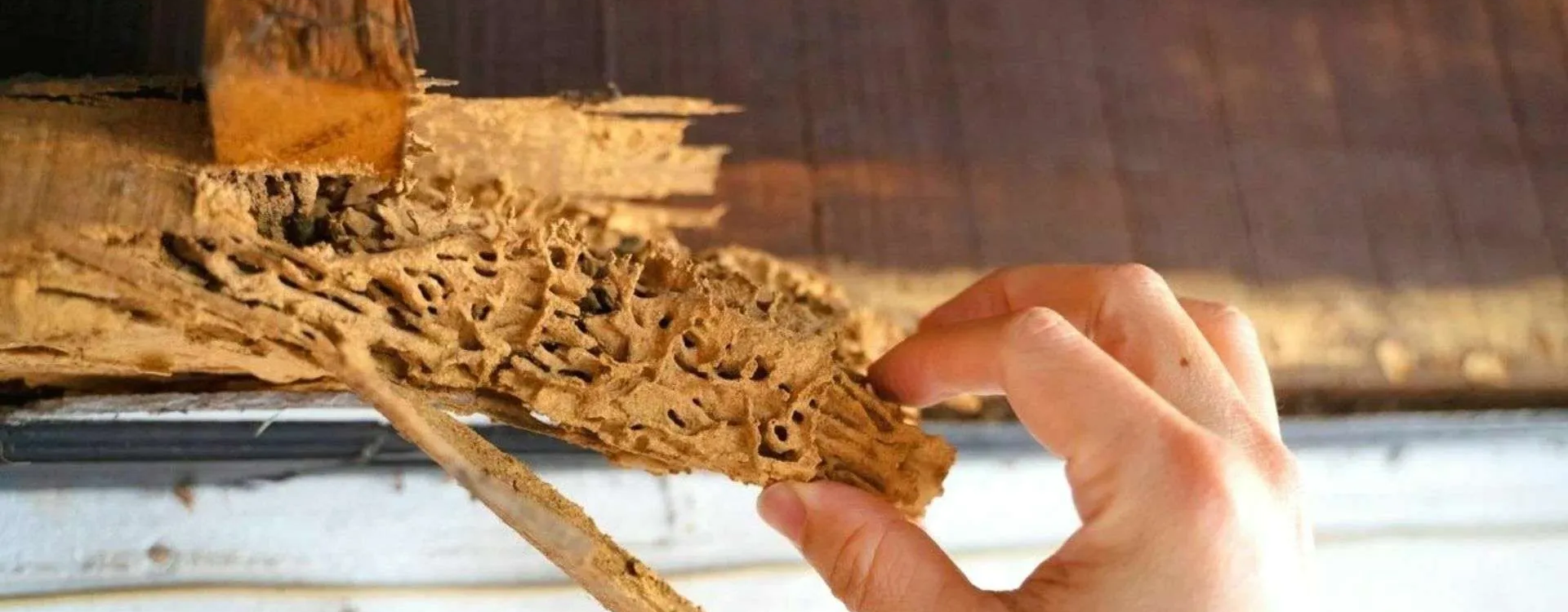 Termite Removal: What to Do When You Discover Termites in Your Home