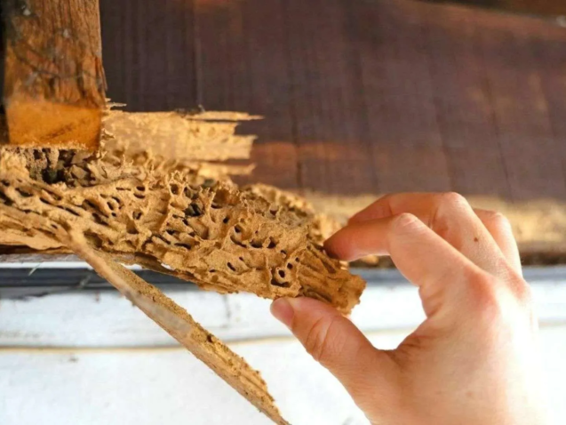 Termite Removal: What to Do When You Discover Termites in Your Home