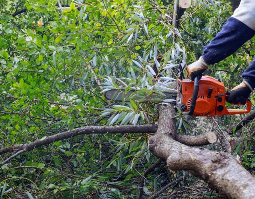tree removal services North Shore