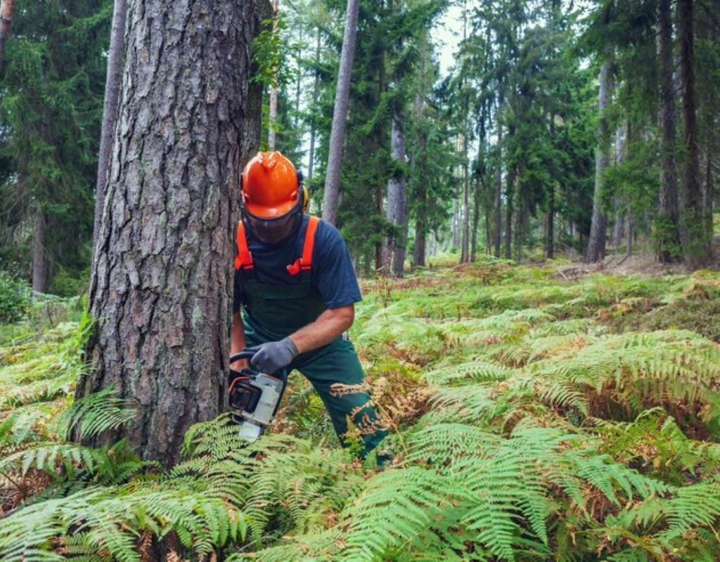 stump removal