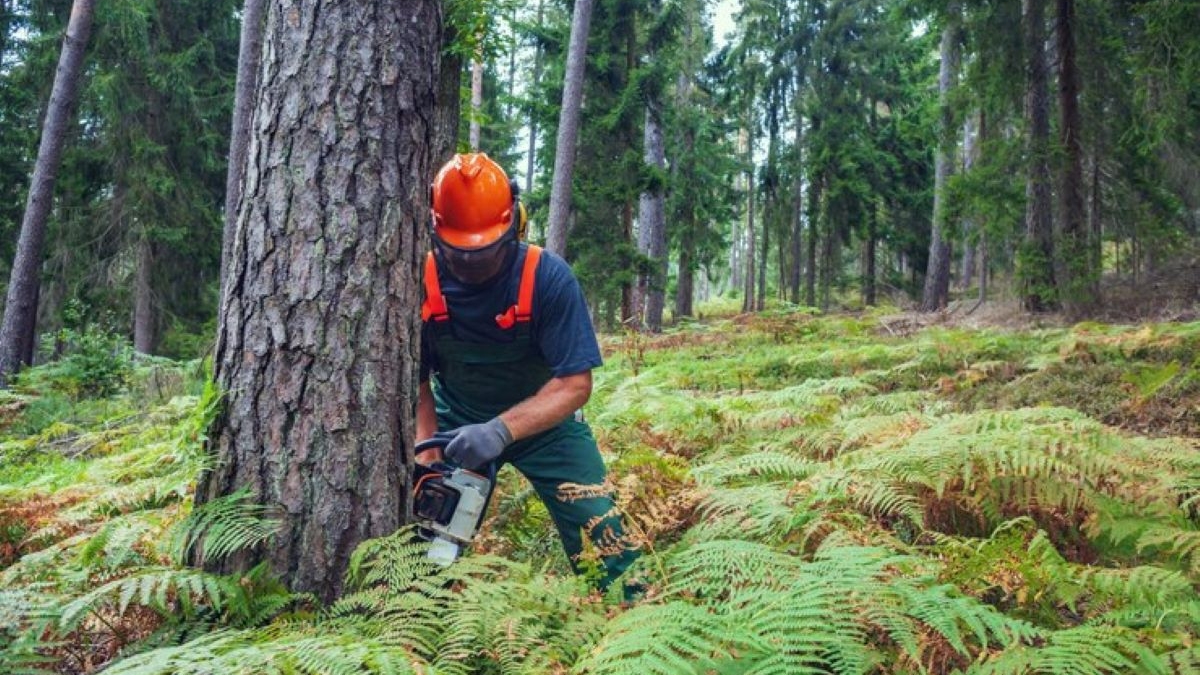 tree removal services North Shore
