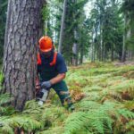 Top Reasons to Schedule Tree Removal North Shore Services