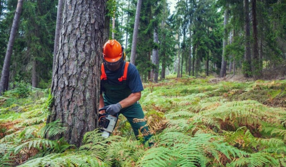 tree removal services North Shore
