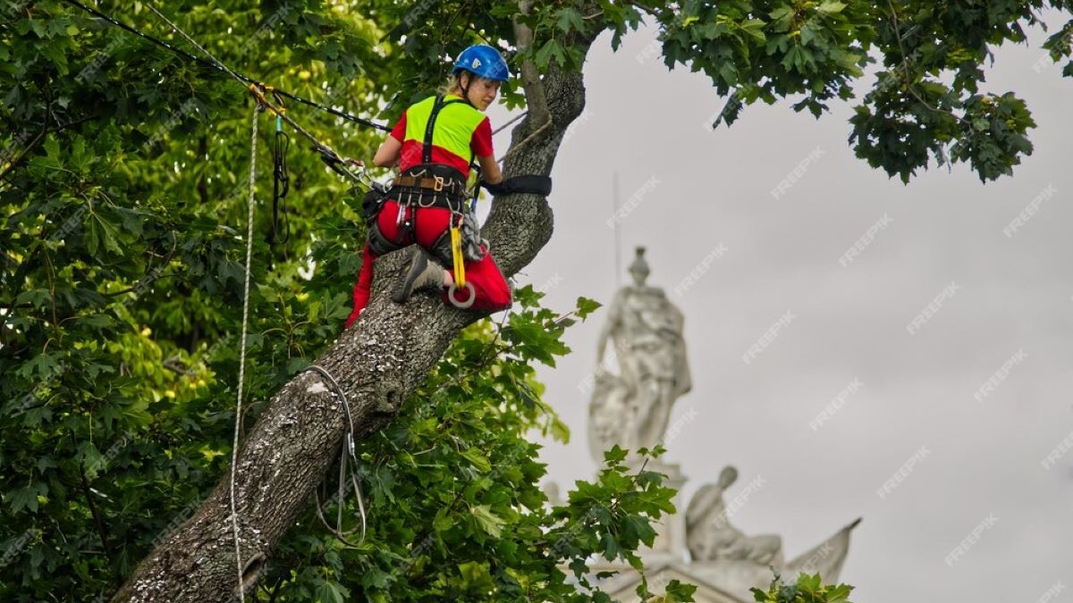 arborists in sydney