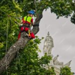 Why You Should Hire an Arborist in Sydney for Tree Removal