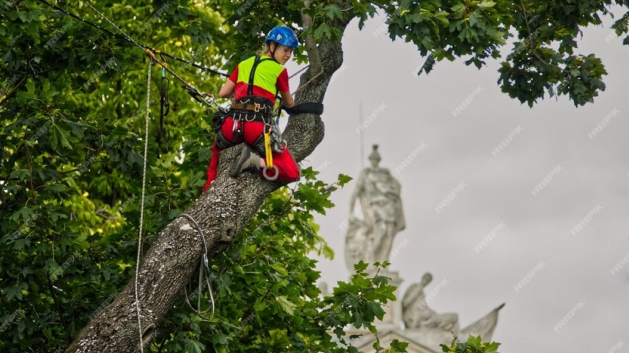 arborists in sydney