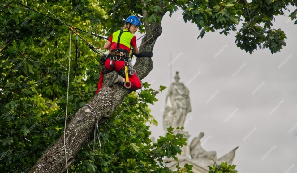 arborists in sydney