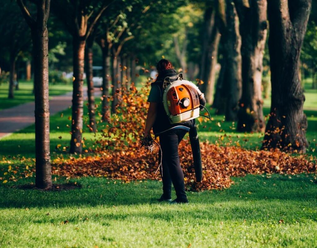 arborists in sydney