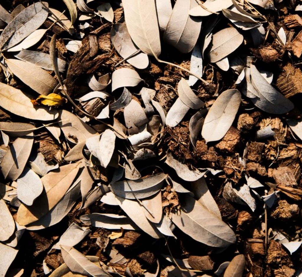 Wood Chips vs Mulch