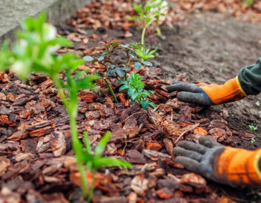 Wood Chip Mulch