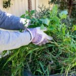 Garden Waste Removal as an Urban Sustainability Practice in Sydney