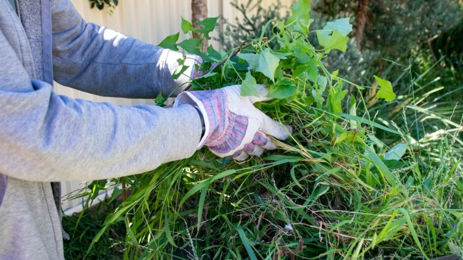 Garden Waste Removal as an Urban Sustainability Practice in Sydney