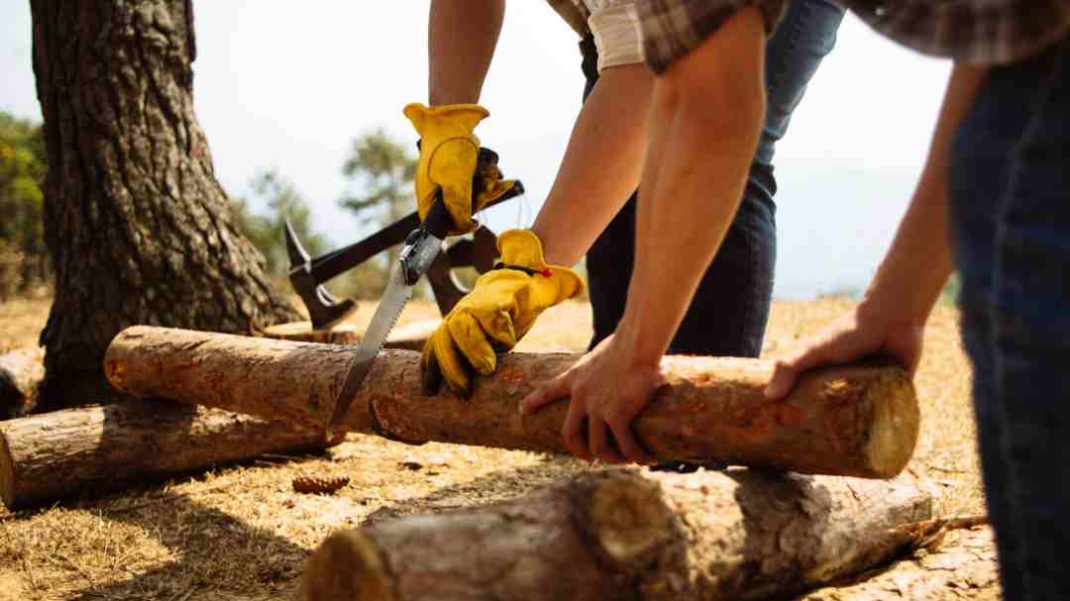 Expert Tree Arborist Services: Certified Tree Care and Maintenance ...