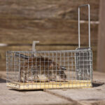 Mouse Control Sydney FAQs: Answers to the Most Common Mouse Infestation Questions