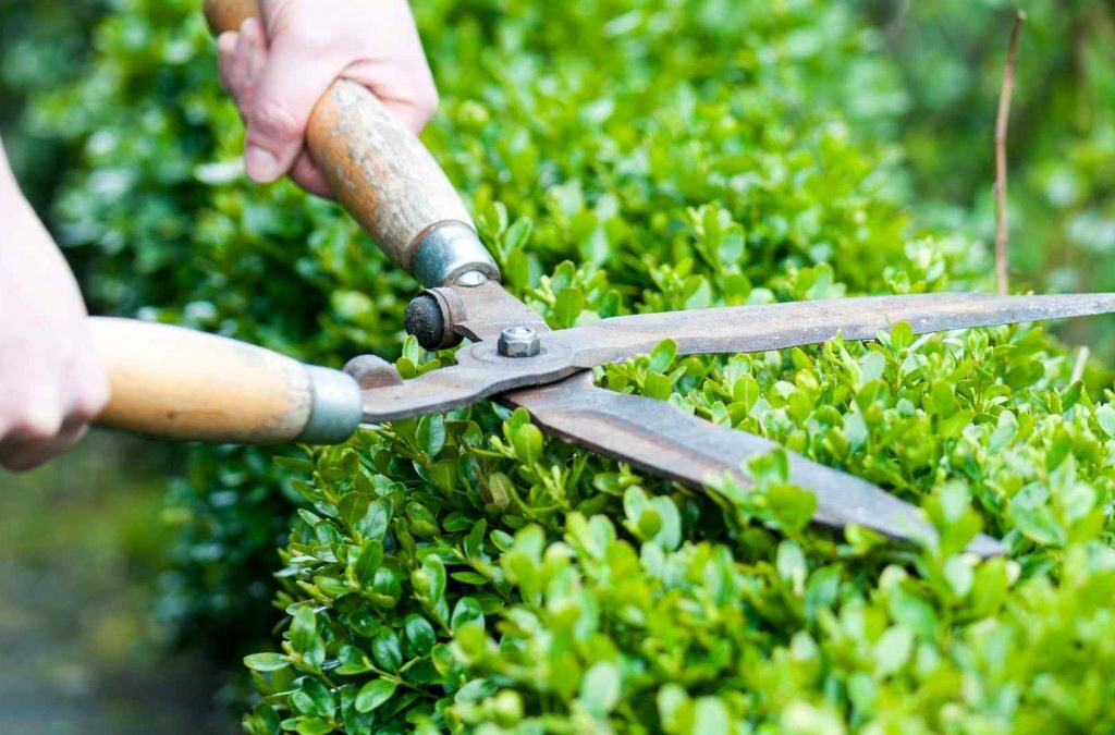 Tree Trimming North Shore