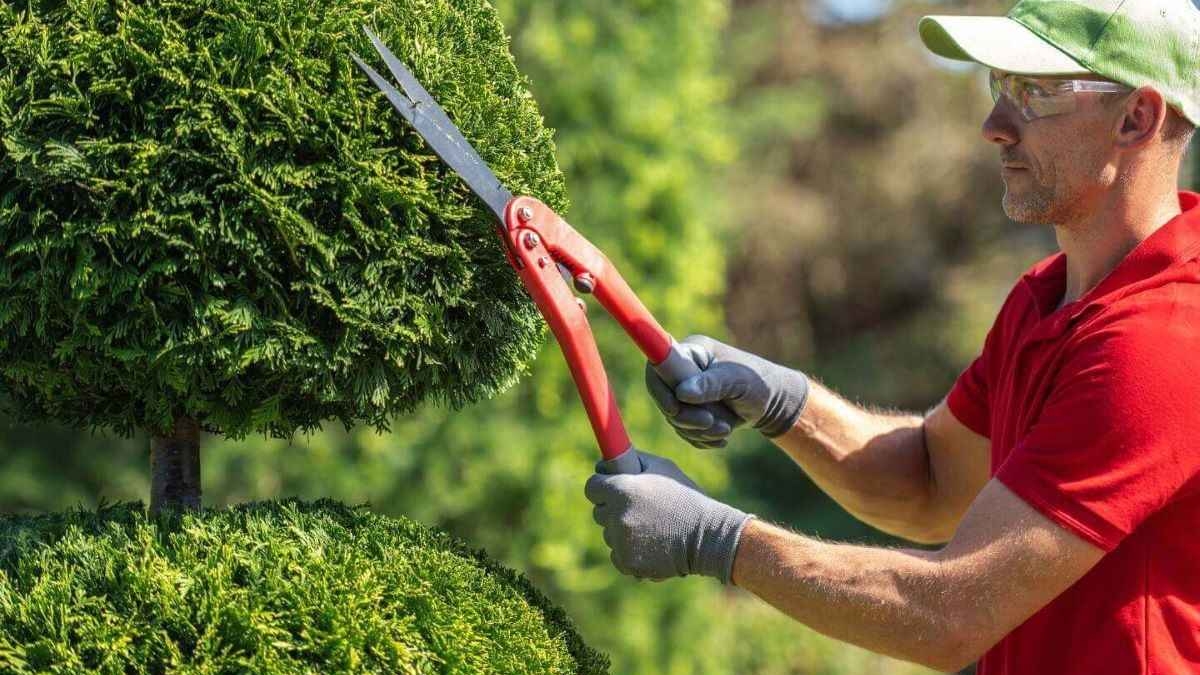 Tree Trimming North Shore