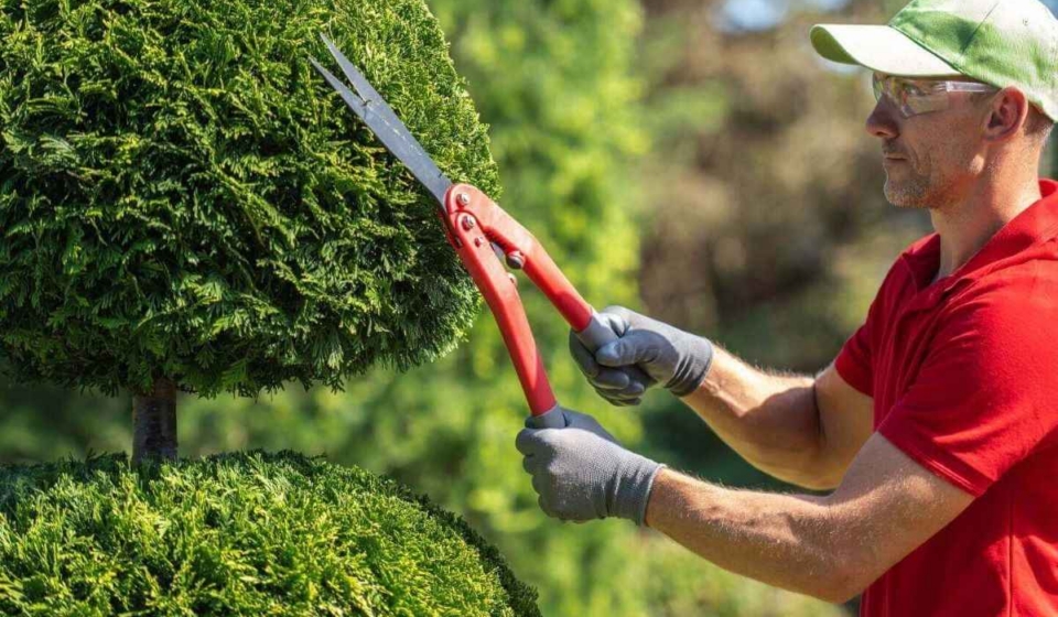 Tree Trimming North Shore