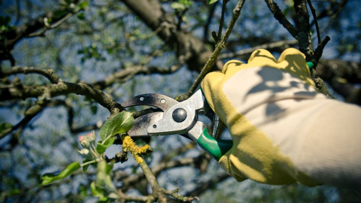 tree pruning pricing