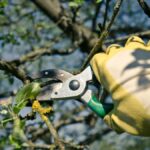 A Homeowner’s Guide to Understanding Tree Pruning Pricing in 2026