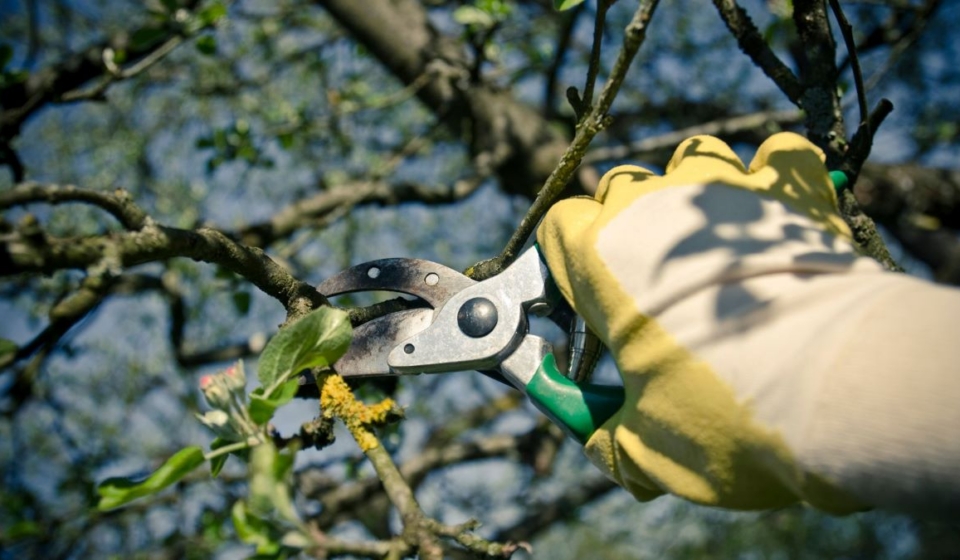tree pruning pricing