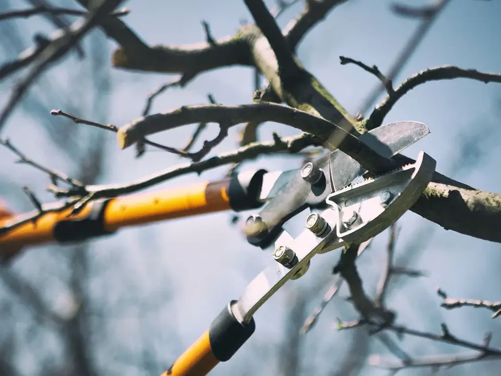 tree pruning pricing