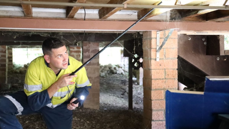 pest and termite treatment