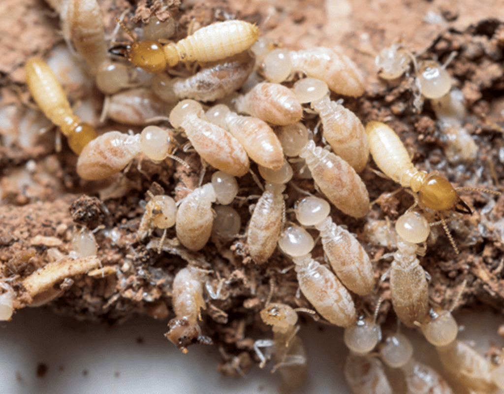 pest and termite treatment