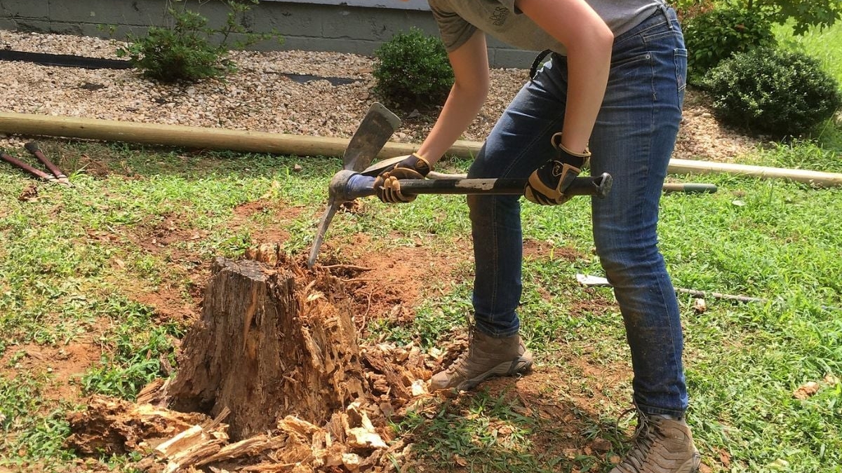 Stump Removal Cost: What You Should Actually Be Paying