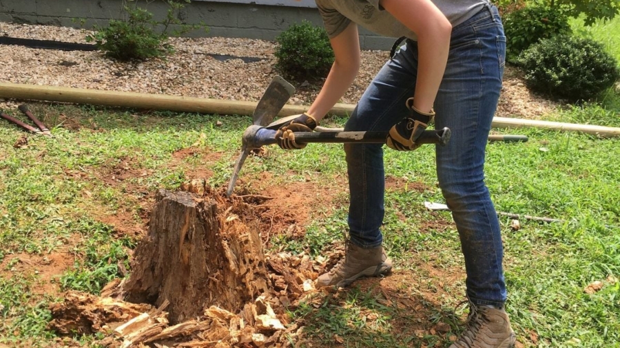 Stump Removal Cost: What You Should Actually Be Paying