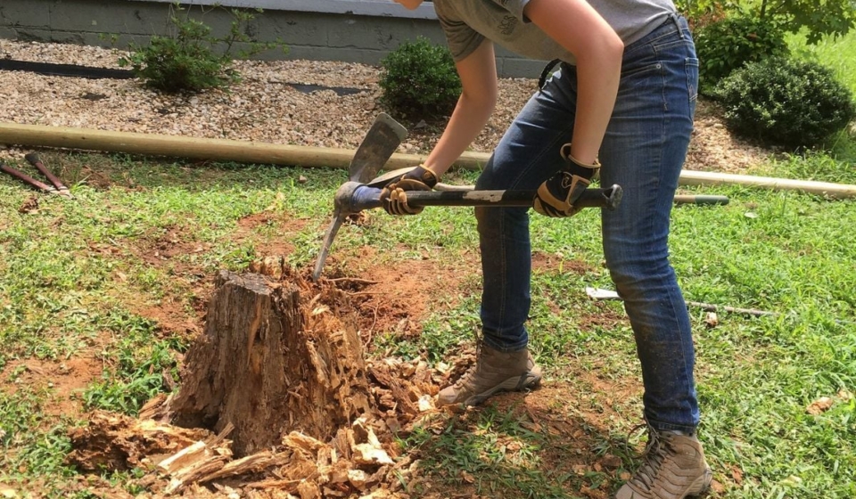 Stump Removal Cost: What You Should Actually Be Paying