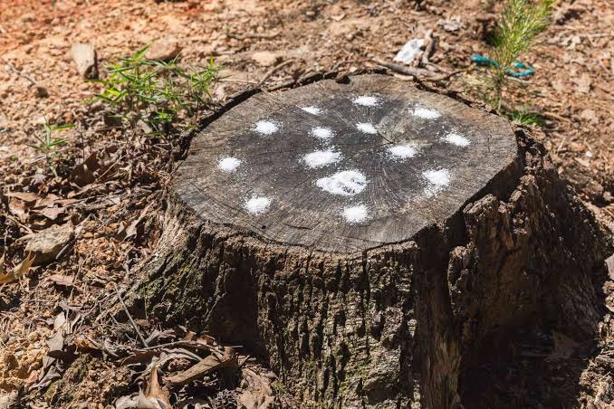 Stump Removal Cost: What You Should Actually Be Paying

